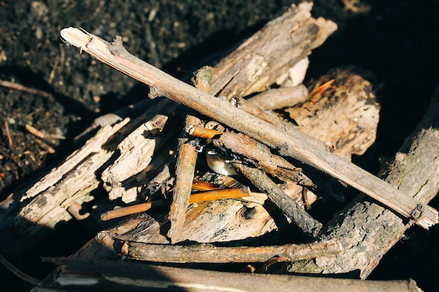 Feuer aus festem Alkohol Tourist in der Natur im Freien Brennholz für die Zubereitung von Speisen