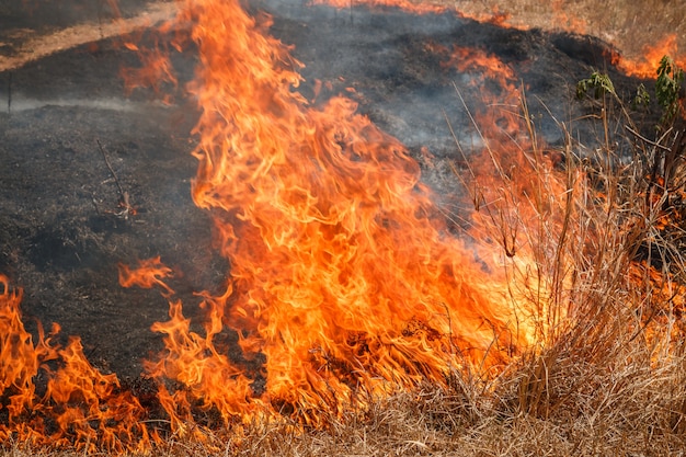 Feuer, das trockene Rasenfläche in Ratchaburi, Thailand brennt