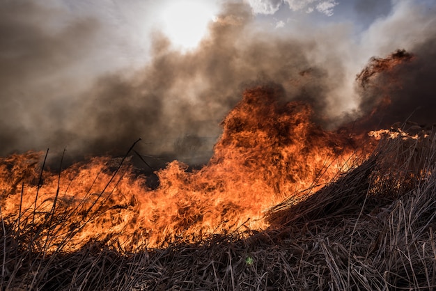 Feuer im Schilf Getrocknete Schilfe, die im Feuer bei Sonnenuntergang wachsen.