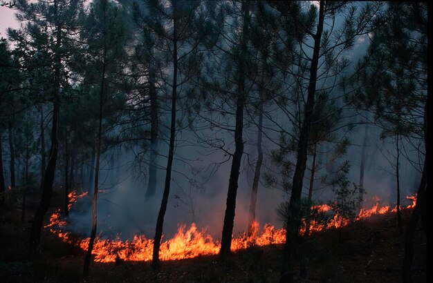 Feuer in einem Pinienwald