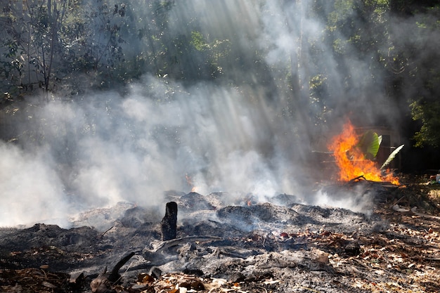 Feuer in einem tropischen Wald aufgrund des heißen Klimas. viel Rauch und Asche, die Sonnenstrahlen schneiden durch die Bäume.