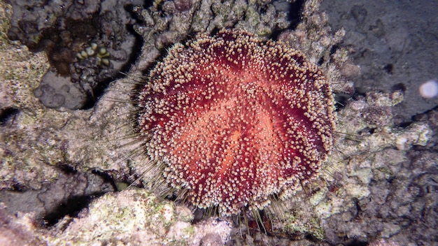 Feuer Urchin im Roten Meer, Eilat Israel