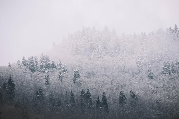 Foto feuerbäume schneewinter im wald winterlandschaft weihnachtsbaum wald schneeberg