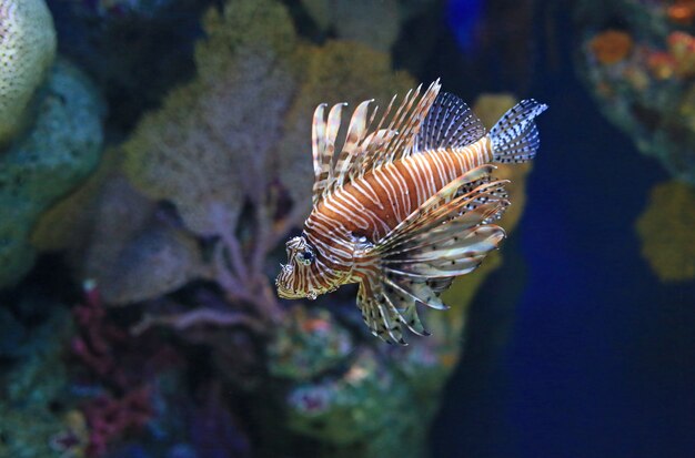 Feuerfisch (Pterois volitans), der im Aquarium schwimmt