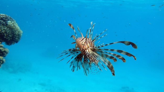 Feuerfische im Roten Meer im klaren blauen Wasser auf der Jagd nach Nahrung.