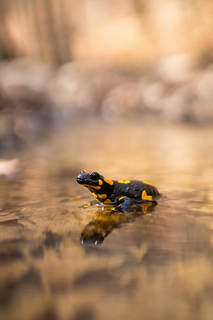 Feuersalamander, der im Wasser steht, das durch Morgenlicht sonnenbeschienen wird