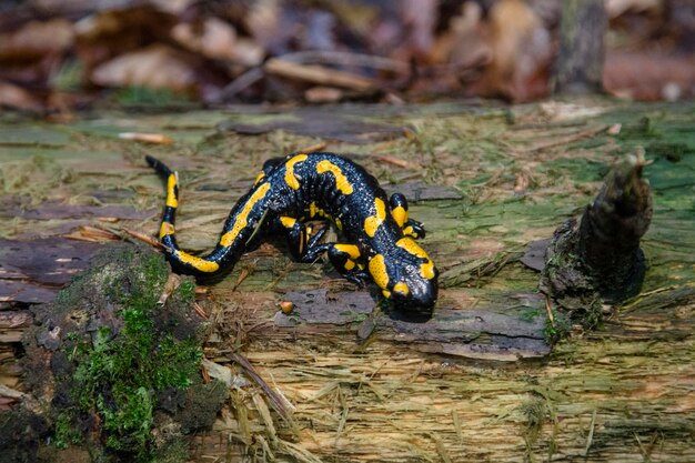 Feuersalamander Salamandra mit gelben Flecken auf dem Holzstab in den Wäldern in den Bergen