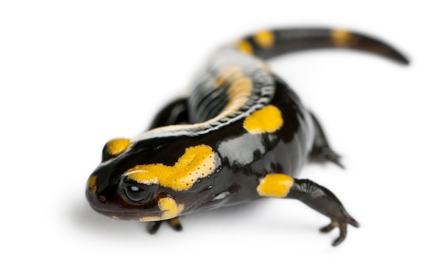 Feuersalamander (Salamandra salamandra)