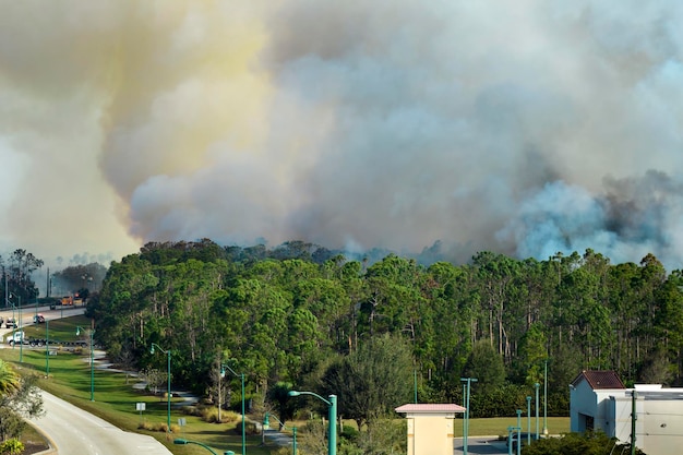 Feuerwehrautos löschen ein verheerendes Feuer in den Dschungelwäldern Floridas. Einsatzfahrzeuge versuchen, die Flammen im Wald zu löschen
