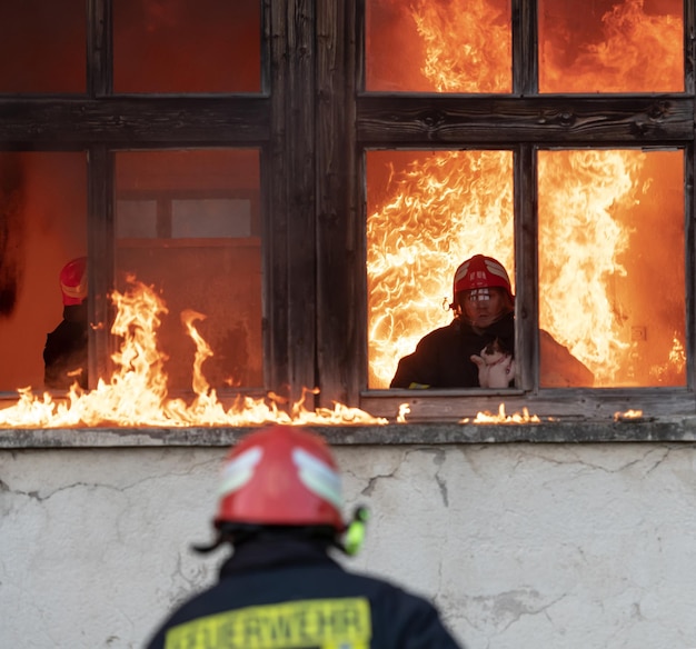 Feuerwehrmann-Held, der Katze aus dem brennenden Gebäudebereich des Brandvorfalls trägt. Tier aus einem gefährlichen Ort retten. Teamwork-Konzept. Foto in hoher Qualität