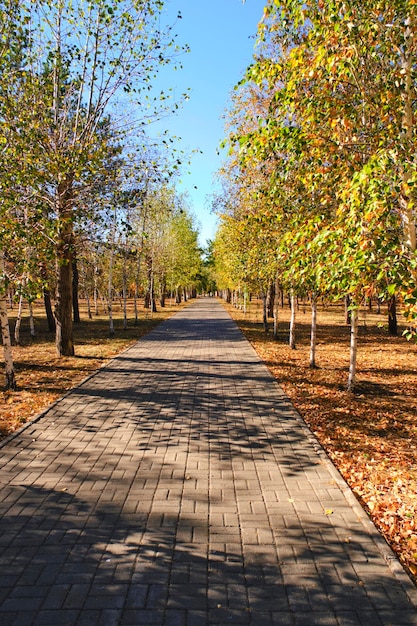 Öffentlicher Herbstpark mit vergilbten Laubbäumen