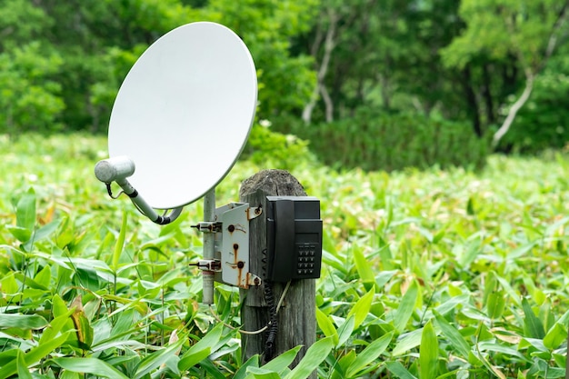 Öffentliches Satellitentelefon für Notfallkommunikation zwischen Bambusdickicht in der Wildnis des Reservats