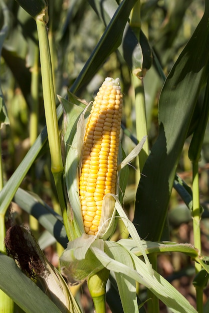 Öffnen Sie grünes Laub Maiskolben mit gelben Samen, Nahaufnahme auf dem Feld, die Ernte ist nicht reif