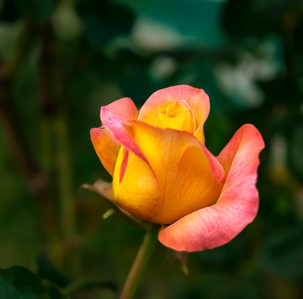 Öffnende Blütenknospe einer schönen zweifarbigen Rose