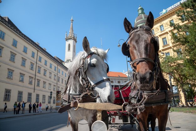 Foto fiaker - carruagem puxada por cavalos no centro de viena