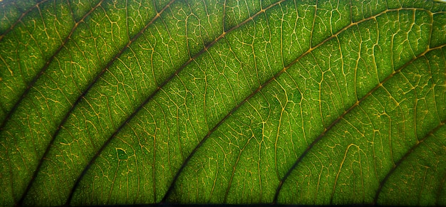 Fibra verde de la textura y de la hoja, papel pintado por el detalle de la hoja verde.