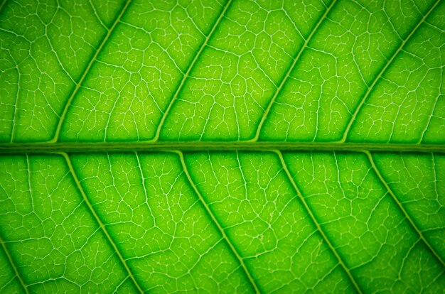 Fibra verde de la textura y de la hoja, papel pintado por el detalle de la hoja verde.