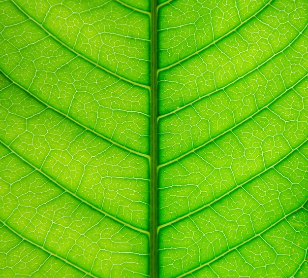 Fibra verde de la textura y de la hoja, papel pintado por el detalle de la hoja verde.