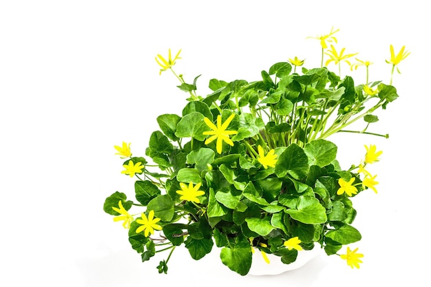 Ficaria verna Schöllkraut oder Pilewort in einem Topf isoliert auf weißem Hintergrund