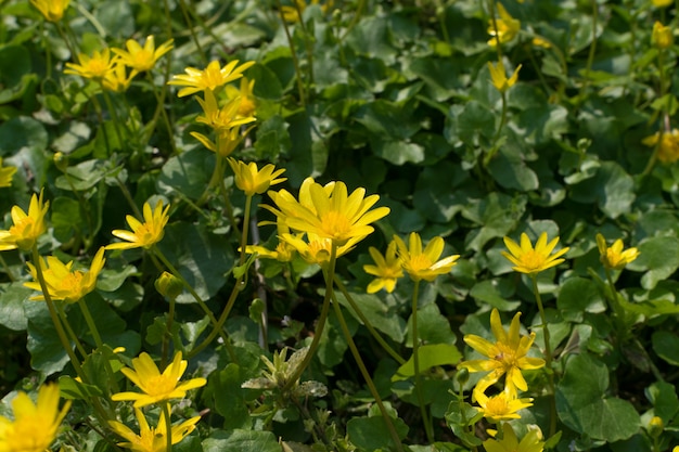 Ficaria verna, Schöllkraut, Pilewort oder Ranunculus ficaria