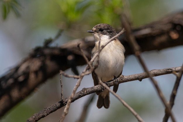 Foto ficedula hypoleuca córdoba, españa