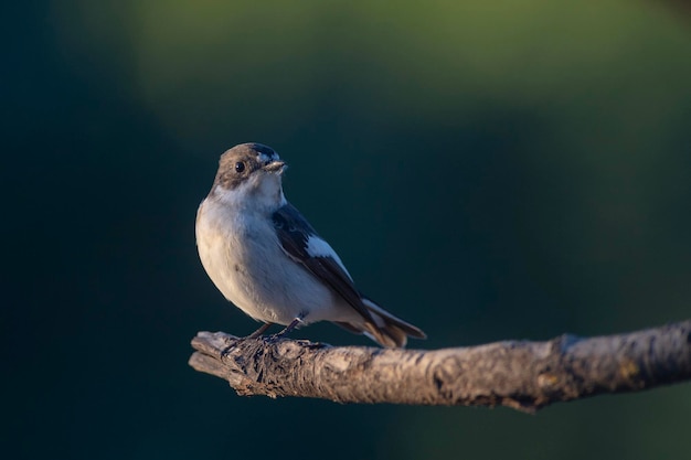 Ficedula hypoleuca Malaga, España