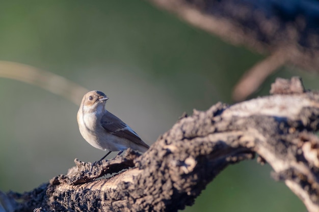 Foto ficedula hypoleuca malaga, espanha