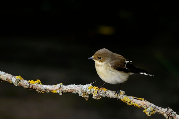 Ficedula hypoleuca - El papamoscas cerrojillo es una especie de ave paseriforme en el papamoscas