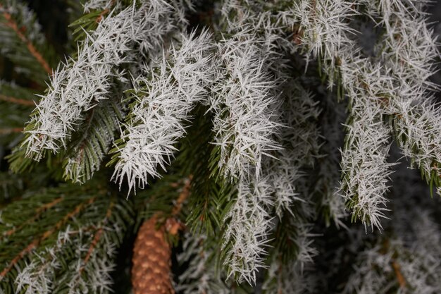 Fichte im Frost. Winterzauber.