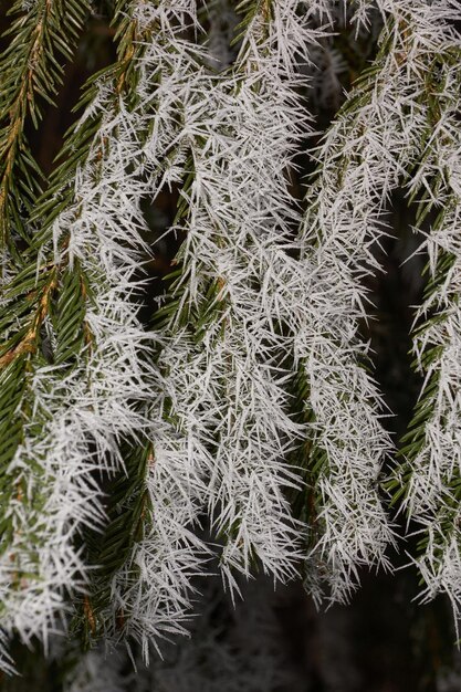 Fichte im Frost. Winterzauber.