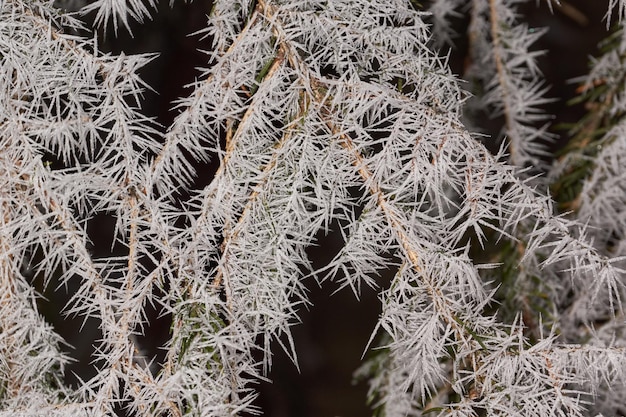 Fichte im Frost. Winterzauber.