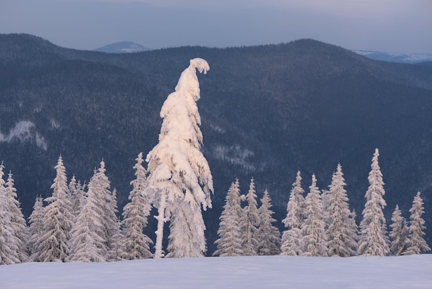 Foto fichte im schnee auf einem berghügel