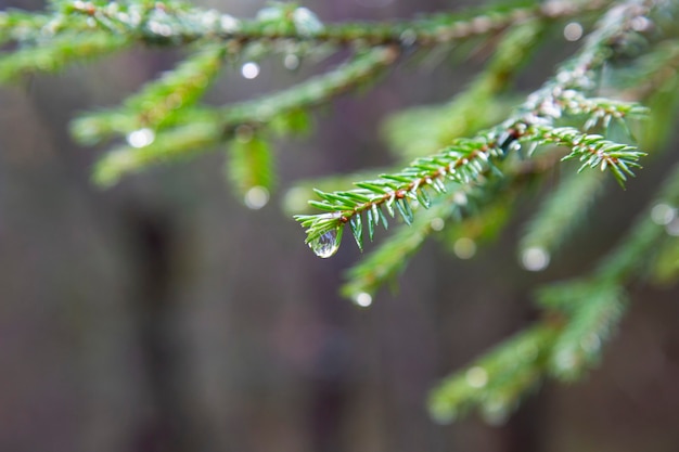 Fichte nach dem Regen. Ein helles immergrünes Kieferngrün nadelt Zweige mit Regentropfen. Tannenbaum mit Tau, Nadelbaum, Fichte hautnah, unscharfer Hintergrund. Herbstwald