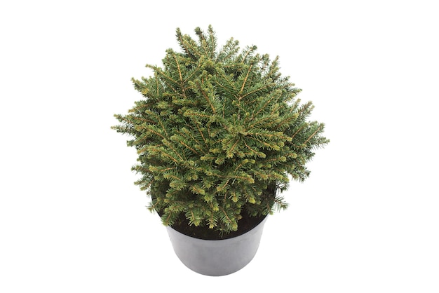 Fichte Picea Omorika Karel in einem Topf isoliert auf weißem Hintergrund. Koniferen. Weihnachtsbaum. Neujahr