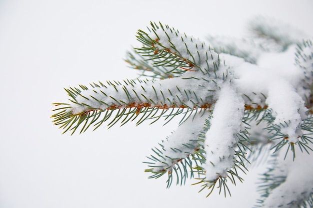 Fichte Zweig im Schnee auf weißem Hintergrund. Nahaufnahme