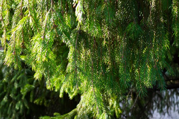 Fichte Zweig. Schöner Fichtenzweig mit Nadeln. Weihnachtsbaum in der Natur. Grüne Fichte. natürlicher grüner Hintergrund