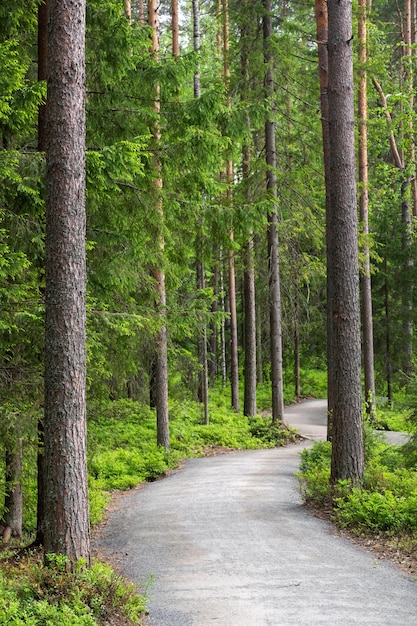 Foto fichten, kiefern und birken im karelischen wald schöne parkstraße durch den wald