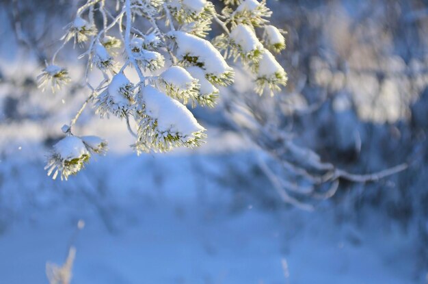 Fichten mit Schnee bedeckt