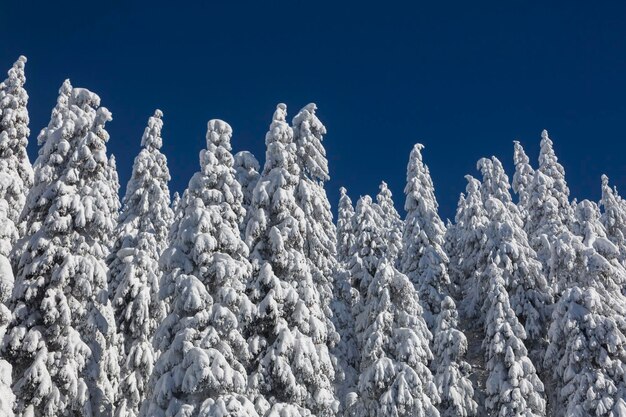 Fichten mit weißem, flauschigem Schnee im Winterbergwald mit blauem Himmel Schöne Aussicht auf die Karpaten im Freien