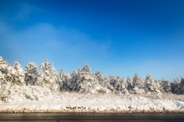 Fichtennadelwald im Schnee im Winter bei sonnigem Wetter vor blauem Himmel. Bäume wachsen neben der Straße.