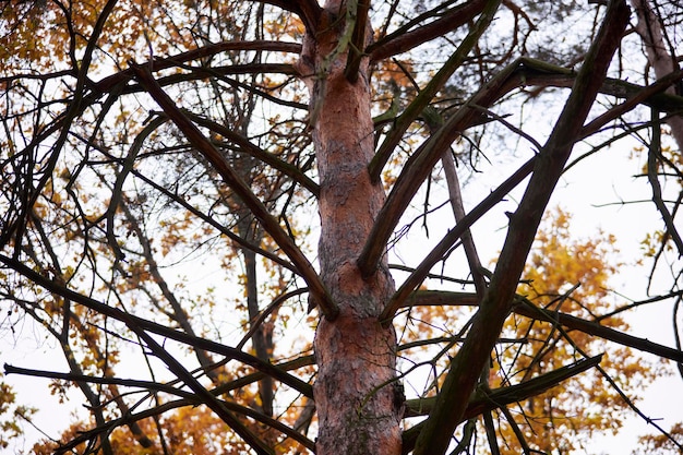 Fichtenstamm im Wald sonnendurchfluteten Fichtenstamm im Wald Hohe Kiefer im Wald