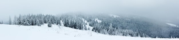 Fichtenwald bedeckt von Schnee in der Winterlandschaft