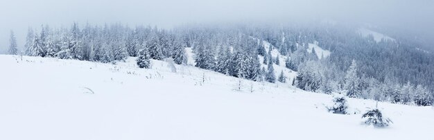 Fichtenwald bedeckt von Schnee in der Winterlandschaft