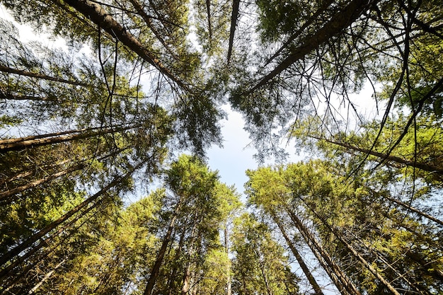 Fichtenwald, beleuchtet von Sonnenstrahlen durch Nebel, ein Teppich aus Moos und Steinen, der den Waldboden bedeckt. Naturrelikt Fichte Picea abies Wald in den Karpaten