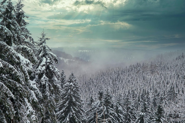 Fichtenwald im Winter von Schnee bedeckt Malerischer Blick auf schneebedeckte Fichten an einem frostigen Tag Deutschland