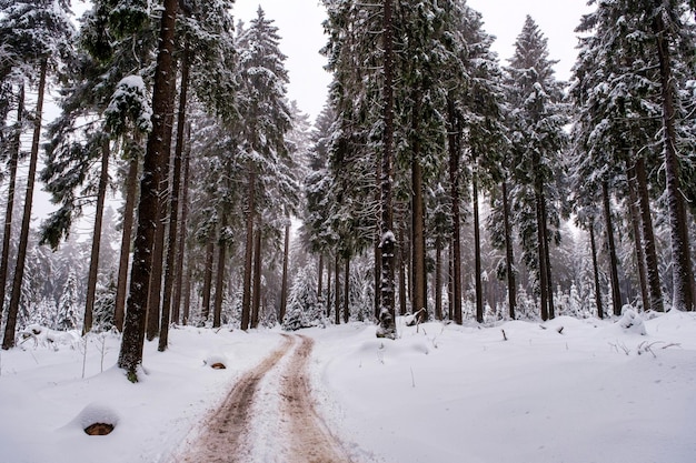 Fichtenwald im Winter von Schnee bedeckt Malerischer Blick auf schneebedeckte Fichten an einem frostigen Tag Deutschland