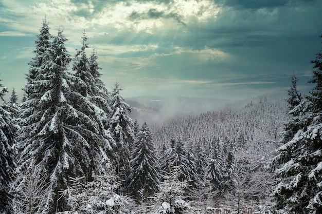 Fichtenwald im Winter von Schnee bedeckt