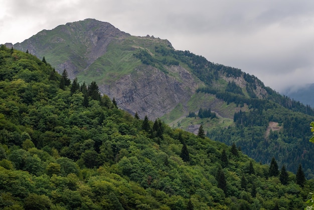 Fichtenwald in den Bergen