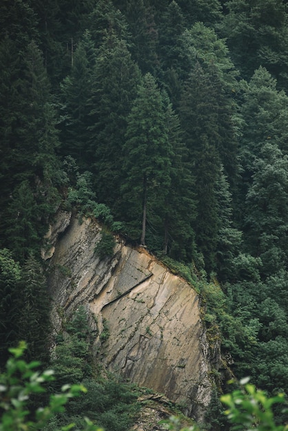 Fichtenwald in den Bergen