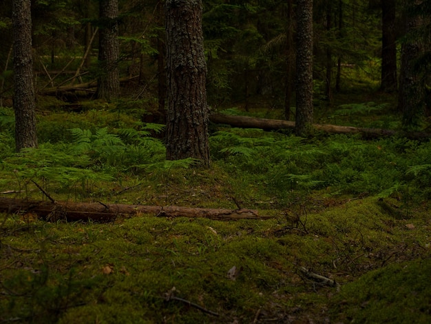 Fichtenwald mit Moos und Farnen Ökotourismus im Norden im Wald